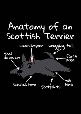 Scottish Terrier Anatomy