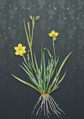 Vintage Yellow Eyed Grass