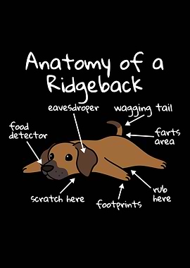 Rhodesian Dog Anatomy