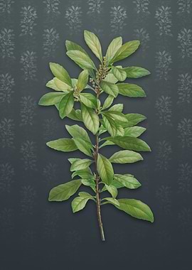 Vintage Firetree Plant