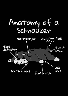 Anatomy Of A Schnauzer