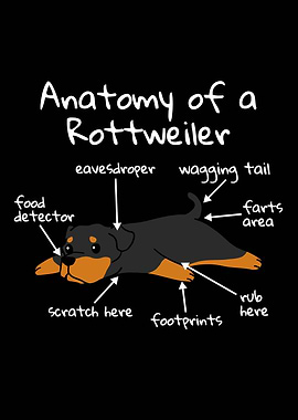 Anatomy Of A Rottweiler