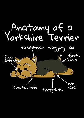 Yorkshire Terrier Anatomy