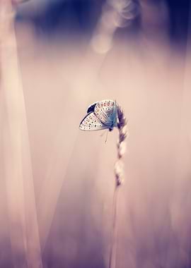 Butterfly, wild meadow