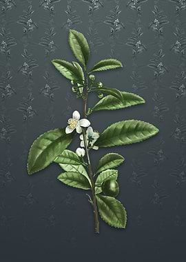 Tea Tree on Slate Gray