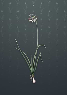 Vintage Nodding Onion