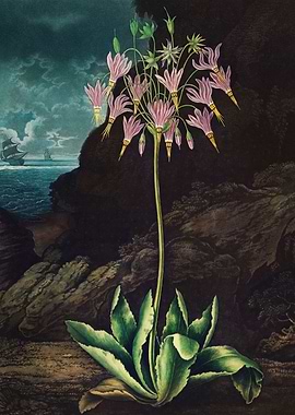 The American Cowslip 1807