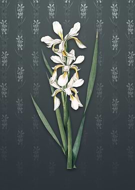 Vintage Yellow Banded Iris