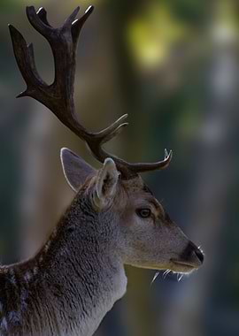 Deer portrait from side