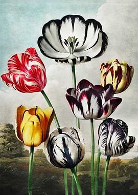 Tulips 1807