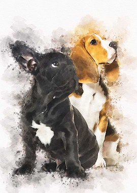 Young beagle and black