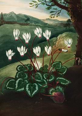 The Persian Cyclamen 1807