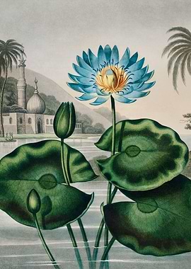 Blue Egyptian Water Lily
