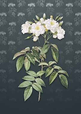 Musk Rose on Slate Gray