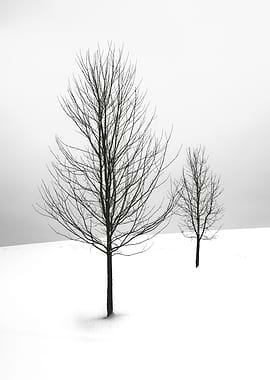 black tree in winter