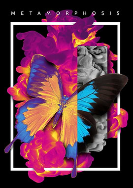 Colorful Butterfly