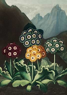 A Group of Auriculas 1807