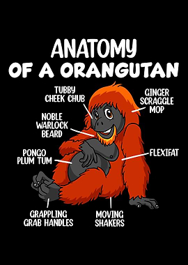 Anatomy Of A Orangutan