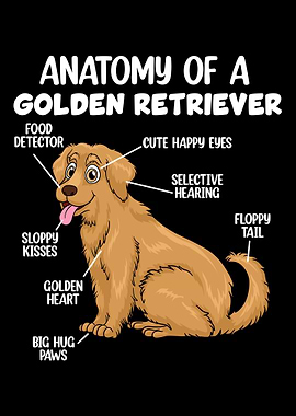 Anatomy Of A Golden Retrie