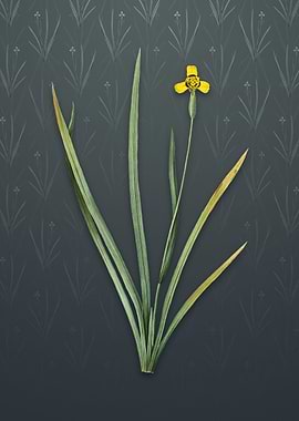 Vintage Iris Martinicensis