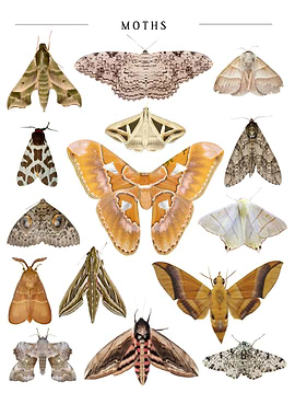 Moths Butterfly
