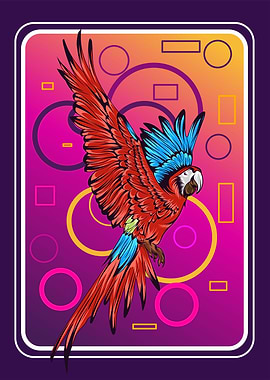 Illustrations of parrot
