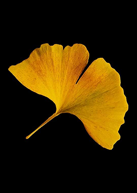 Yellow Ginko Leaf Autumn