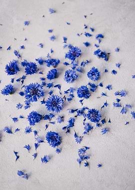 flower blue