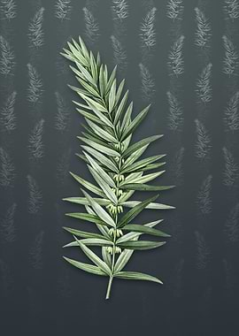 Whorled Solomons Seal