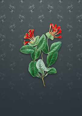 North West Honeysuckle