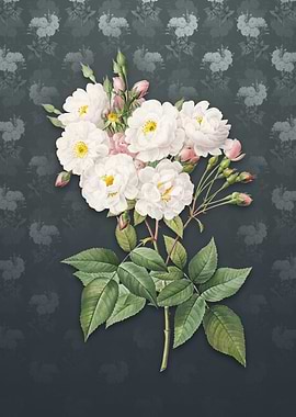 Vintage Noisette Roses