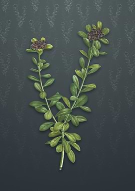 Daphne Sericea Flowers