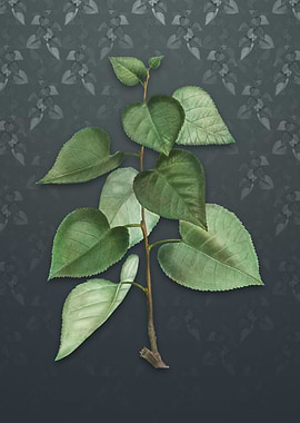 Vintage Quaking Aspen