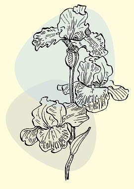 Irises