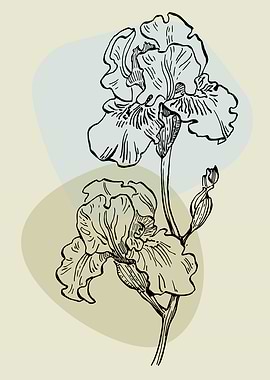 Irises Sketch