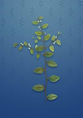 Vintage Christs Thorn