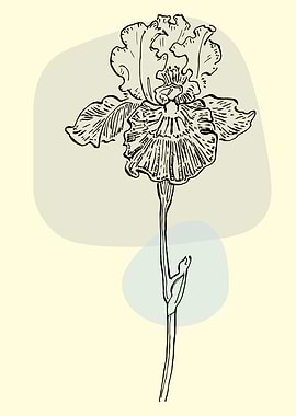 Irises Sketch Drawing