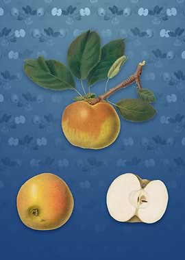 Apple on Bahama Blue