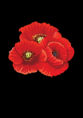 Poppy Flower Flowers Flora