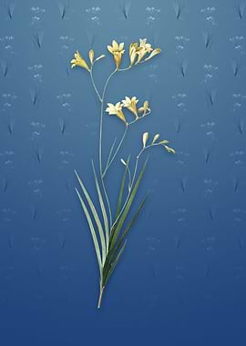 Freesia on Bahama Blue