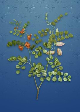 Spotted Bladder Senna