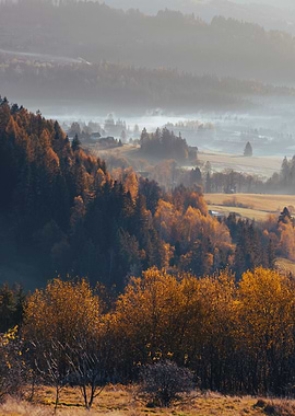 Autumn trees, forest, view
