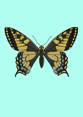 Common yellow swallowtail