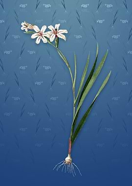 Gladiolus on Bahama Blue