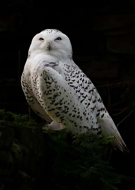 Snow owl in the zoo