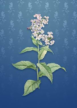 White Gillyflower Bloom