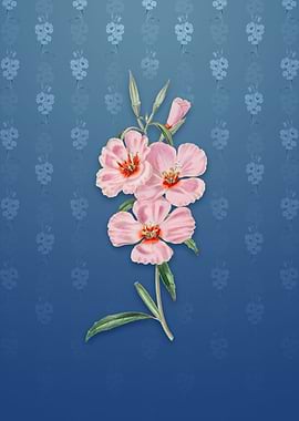 Vintage Pink Ruddy Godetia