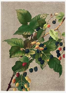 Blackberries 1887