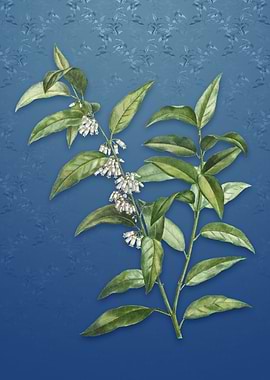 Andromeda Acuminata Bloom