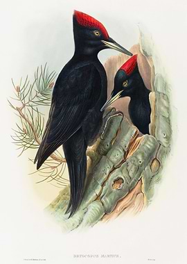 Great Black Woodpecker